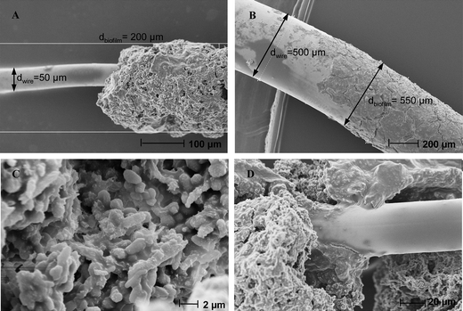 
            Scanning electron microscopy of biofilms formed on wire platinum electrodes with different diameters: (A), (C), (D) 50 μm, (B) 500 μm.