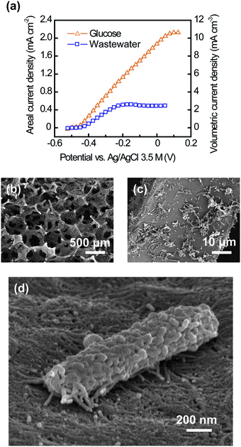 Use of a CNT–sponge as a conventional MFC anode. (a) Current generation by the CNT–sponge with a mature biofilm from glucose (1 g L−1) and domestic wastewater (265 ± 21 mg COD L−1). (b and c) Interior SEM images of the CNT–sponge after microbial colonization. (d) A single microorganism lying on the CNT surface, illustrating the strong interaction between the microbial nanowires and CNTs.