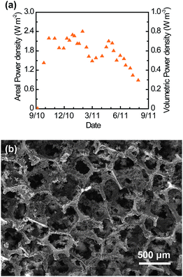 Long-term performance of the CNT–sponge. (a) Maximum operational power density achieved in consecutive electricity generation cycles of a glucose-fed HMFC in batch mode. Power density changes for each cycle reflected the pattern for current density illustrated in Fig. 4a. (b) SEM image of the interior CNT–sponge anode after about one year of operation.