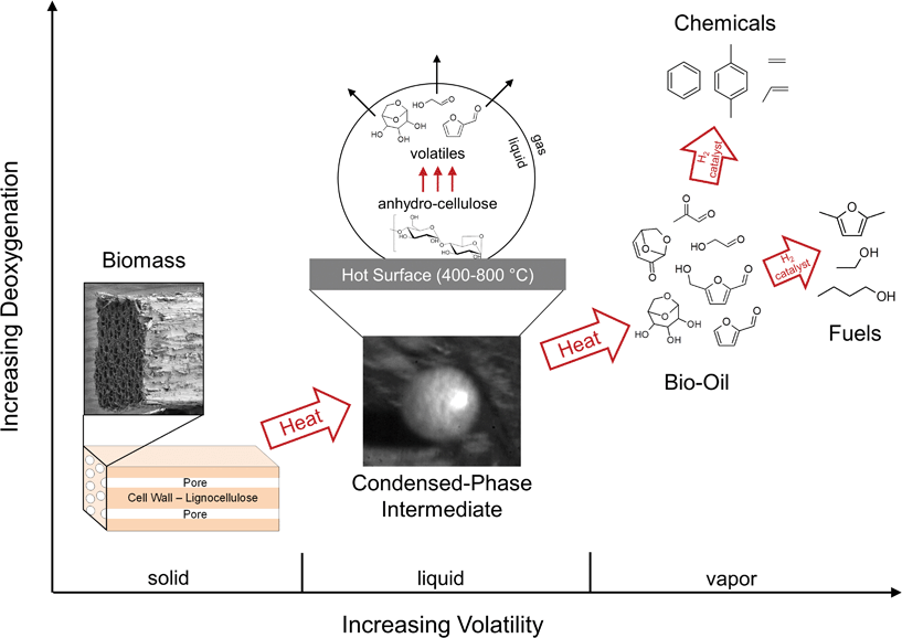 
          Biomass 
          pyrolysis
           process. Biomass pyrolysis is comprised of thousands of solid, liquid, gas and catalytic reactions which deoxygenate and volatilize lignocellulosic material to generate liquid fuels and chemicals. The microstructure of poplar wood, an abundant form of biomass, is illustrated in the electron micrograph (far left image). The initial thermal decomposition of solid biomass generates a short-lived liquid phase, which is shown here as a molten droplet (200 microns in diameter, center image) produced during cellulose pyrolysis on an iron (Fecralloy) surface (650 °C). Further heating of the liquid intermediate produces a bio-oil intermediate which can be catalytically upgraded to fuels and chemicals.