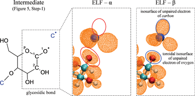 
            Homolytic cleavage of glycosidic linkage. Electron localization function (ELF) analysis of a short-lived radical intermediate produced immediate after glycosidic bond cleavage and in the process of converting α-cyclodextrin to furans (Fig. 5, Step-1).