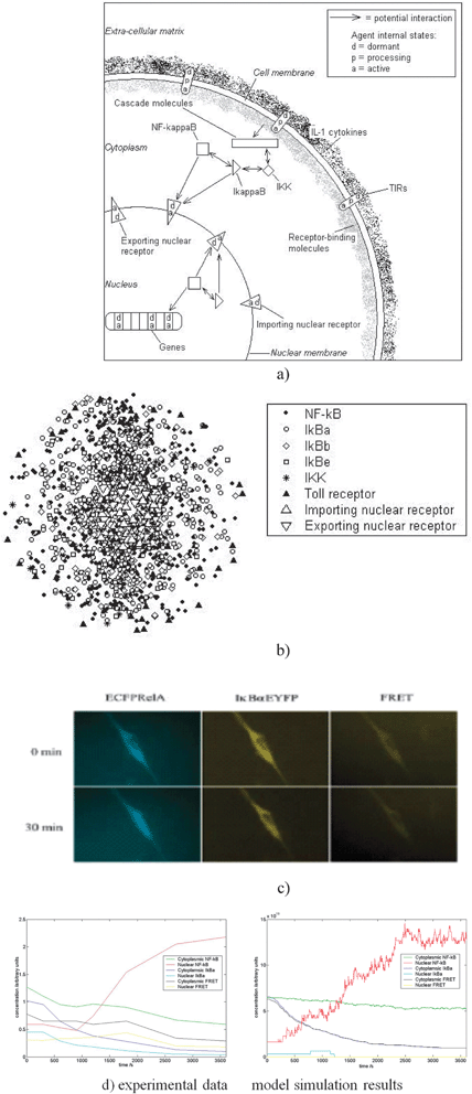 Formulation and validation of the agent-based model. (a) Simplified diagram of the principal pathway agents in the model. Each agent can exist in a number of states. (b) Three-dimensional visualisation of the positions of agents in the model at a moment in time. The cell is scaled down to reduce computation, containing in the order of 1000 agents. Concentrations of molecules are based on biological data. The genes that NF-κB can activate are placed randomly along a line at the centre of the nucleus. (c) Images of single cells transfected with ECFPrelA and IκBαEYFP. Prior to stimulation, both components are located in the cytoplasm (top row). Following pathway activation, NF-κB translocates to the nucleus whilst IκBα and NF-κB-IκBα complex levels fall. (d) Quantitation of single cell data as in (c) (left graph) and model results (right graph) following TIR activation over the same time period. Results are for a single cell, and demonstrate fundamental similarities with experiment.5