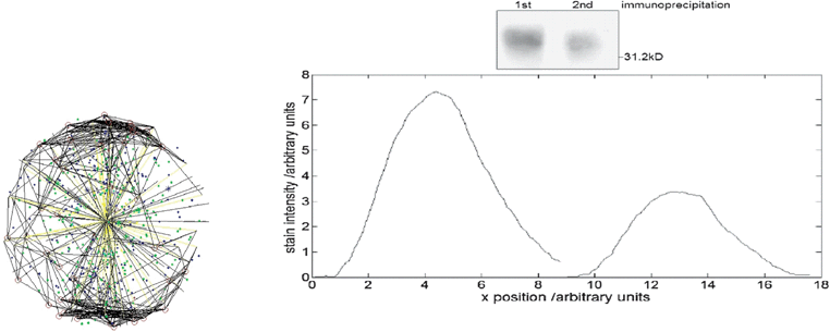 The actin filaments are represented here, for the sake of clarity, as straight lines.