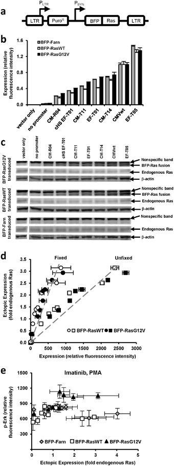 Ectopic and endogenous Ras expression levels in cells transduced with vectors equipped with synthetic promoters. (a) Retroviral vectors equipped with synthetic promoters (PSYN) were used to express blue fluorescent protein (BFP) fused to wild-type Ras (BFP-RasWT), oncogenic Ras (BFP-RasG12V), or a farnesylation signal (BFP-Farn control). LTR, retroviral long terminal repeat; PLTR, LTR promoter; PuroR, puromycin resistance gene. (b) PD-31 cells transduced with different vectors capable of different levels of expression. In the bar graph, expression by vectors with promoters are identified by a designated promoter number. One vector contained a Ras transgene but no synthetic promoter (no promoter). One vector contained neither a synthetic promoter nor transgene (vector only). Values are arithmetic means ± s.d. (n = 3) calculated from geometric means of each sample population. (c) Ectopic and endogenous Ras levels determined by immunoblot analysis of the cell lines in panel b. (d) BFP-Ras fluorescence intensities (when fixed with paraformaldehyde or unfixed) were correlated with ectopic expression levels determined by measuring the immunoblot band intensities in panel c. This correlation allowed ectopic expression levels to be reported with units of fold-endogenous expression. Fluorescence intensity data represent arithmetic means ± s.d. (n = 3) calculated from arithmetic means of each sample population. The dashed line represents a linear regression. (e) p-Erk levels of individually transduced cultures, i.e., each were transduced with a vector employing a different promoter. Cells were treated with imatinib and PMA. Values are arithmetic means ± s.d. (n = 3) calculated from geometric means of each sample population.