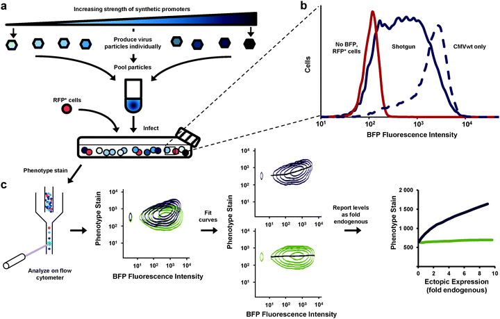 Assessment of the dose-response relationship between gene expression and cell phenotype via shotgun transduction of synthetic promoters. (a) Retroviral vectors employed different synthetic promoters to achieve different expression levels of a gene of interest and a BFP reporter. Viral particles were produced separately and pooled. Cells were transduced with this mixture. Red fluorescent protein-expressing cells (RFP+) were spiked so that zero expression (no BFP, no gene of interest) could be set on the expression scale. Cells were then stained for phenotype and analyzed by flow cytometry. (b) This shotgun-transduced culture contained cells that express a broad range of ectopic expression levels (measured by BFP fluorescence)—broader and more evenly represented than cells transduced with only a single wild-type CMV promoter (CMVwt). (c) Flow cytometry enabled single-cell analysis of the heterogeneous cultures (shown first are two samples overlaid for visual comparison). Curves were fit to the data and using immunoblotting data (Fig. 1c, d), expression levels were reported in relation to endogenous levels (fold endogenous).