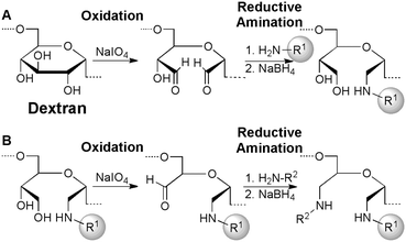 
            Dextran-mediated immobilization of peptides is accomplished by first functionalizing latex beads displaying free amines (H2N–R1) with oxidized dextran (A), followed by an additional oxidation and reductive amination sequence with the desired peptide (H2N–R2) to yield peptides covalently bound to latex beads (B). (A) Reaction of 1,2-diols in dextran with NaIO4 results in oxidative cleavage of the sugar subunits. Subsequent reductive amination with latex beads displaying free amines (H2N–R1) yields sugar-coated beads. (B) An additional NaIO4-mediated oxidative cleavage of 1,2-diols within the immobilized dextran yields a bead-tethered aldehyde, which is ideal for linking the latex beads to amines on the desired peptide (H2N–R2) using another reductive amination.