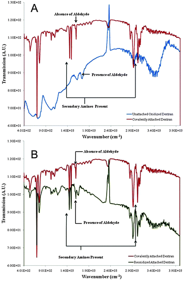 
            Fourier transform infrared spectroscopy (FTIR) of dextran after the oxidation and covalent binding to NH2-modified latex beads. (A) Covalently-attached dextran (upper curve) vs. unattached oxidized dextran (lower curve). Disappearance of the aldehyde group indicates covalent coupling. (B) Covalently-attached dextran (upper curve) vs. re-oxidized attached dextran (lower curve) demonstrating re-appearance of aldehyde groups in the re-oxidized sample.