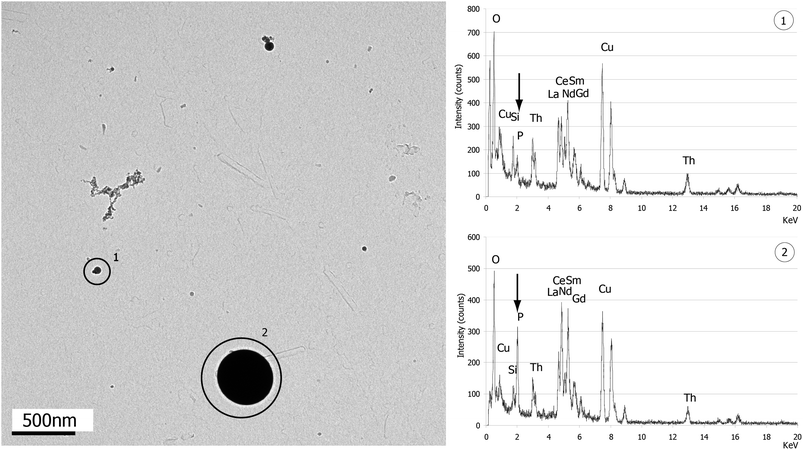 
            BF/TEM image of particles from Moacyr monazite ablation (E0 = 1 mJ per pulse, τ = 60 fs, f = 5 Hz, t = 120 s × 3). The picture shows the coexistence of clusters, (1) a small bead (dp ≈ 50 nm) totally depleted in phosphorus (arrow in EDX spectrum) and (2) a large bead (dp ≈ 450 nm) wherein phosphorus is much more concentrated.