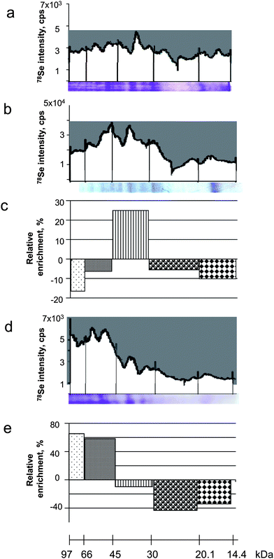 Efficiency of the selenoprotein transfer onto the membrane during blotting. a) LA-ICP MS electropherogram of the gel (Coomassie blue stained gel below); b) LA-ICP MS electropherogram of the membrane (Coomassie blue stained blot below); c) relative impoverishment/enrichment factor on the membrane as a function of the molecular weight of the protein; d) LA-ICP MS electropherogram of the remaining gel after blotting (Coomassie blue stained gel below); e) relative impoverishment/enrichment factor in the gel as a function of the molecular weight of the protein.