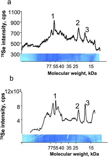 Laser ablation-ICP MS analysis of cell culture extracts. a) UP213/Agilent7500ce; b) Novalase/Elan DRC II. 1) TRxR, 2) GPx1, 3) GPx4.