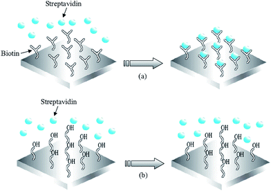 (a) Schematics of streptavidin binding to biotin modified FBAR surface, utilizing the strong receptor-ligand interactions between streptavidin and biotin to specifically catch streptavidin in solution; (b) The 11-mercapto-1-undecanol modified surface prevents interact of streptavidin with the Au-surface of the FBAR device.56Reproduction of the figures has been made with permission from the American Institute of Physics.