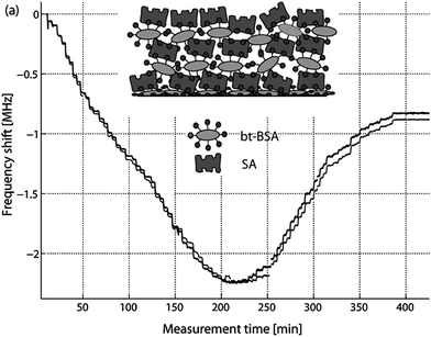 Measured frequency shift during stepwise injection of alternating strepavidin (SA) and biotinated BSA (bt-BSA) to an 800 MHz TS-mode FBAR. A reverse frequency shift was observed at around 20 SA/bt-BSA layers, and the frequency became insensitive at around 40 SA/bt-BSA layers. The two curves in the figure correspond to the series resonance (grey) and the parallel resonance (dark grey). A similar experiment was also repeated with 1.0 and 1.2 GHz FBAR sensors with thinner AlN, which showed the reverse frequency shift to occur at less number of layers with increasing frequency.57Reproduction of the figure has been made with permission from Elsevier.