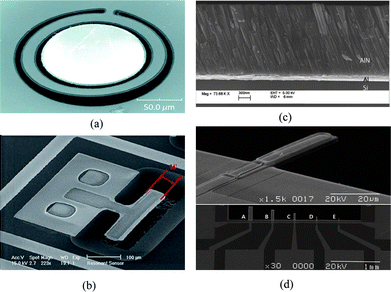 
            SEM photo of (a) a fabricated ring-shaped AlN FBAR based on lateral extensional mode or contour mode, the top surface is the sensing area;53 (b) a lateral extensional mode piezoelectric resonator whose resonant frequency is determined by its width, the sidewall is the active sensing area;43 (c) the cross section of a AlN film with an inclined c-axis for efficient excitation of thickness shear mode;17 (d) a fabricated flexural mode microcantilever (30 × 10 μm2) and other cantilevers with various shapes, a piezoelectric film (PZT) was integrated as a driving component on an elastic supporting layer of SiNx.62 Reproduced by the kind permissions of the American Institute of Physics and the Institute of Electrical and Electronics Engineers.