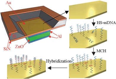 Illustration of FBAR device being treated with HS-ssDNA and MCH for mixed monolayer formation and then hybridized with a target DNA sequence. The resonant frequency of the HS-DNA immobilized FBAR decreases when hybridized with the target DNA complement.48Reproduction of the figures has been made with permission from the Institute of Electrical and Electronics Engineers.