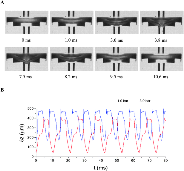 Oscillation of the diaphragm. Device details are as follows. Diameter and depth of the main chamber: ϕmc = 3000, dmc = 409; for the secondary chamber: ϕsc = 1800, dsc = 304; diameter and thickness of the diaphragm (silicone rubber): ϕdp = 2800, tdp = 250; width and depth of the groove channels: wgv = 150, dgv = 176; diameter of inlet and outlet: ϕin/out = 500 (unit: μm). (A) Snapshots of one oscillation cycle at P0 = 1.0 bar. (B) Diaphragm displacement at 1.0 and 3.0 bar. The coordinate δz points downstream with its origin at the centre of the bottom surface of the diaphragm at P0 = 0 bar (see Fig. 1B).