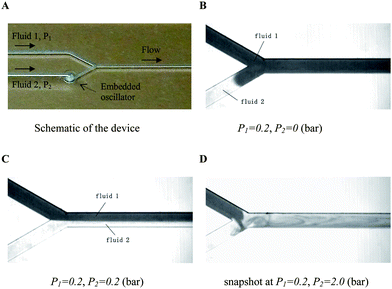 Flow control using the oscillator to achieve different flow states. (A) The Y-shaped element used for flow control. Channel width: 500; depth: 400 (μm). (B) At P2 = 0 bar, the oscillator works as a check valve preventing fluid 1 from flowing into the second branch channel. (C) Laminar co-flow of two fluid streams occurs in the pressure range of P1 ≤ P2 < PI. (D) At P2 ≥ PI, oscillatory flow leads to rapid mixing of the liquids.