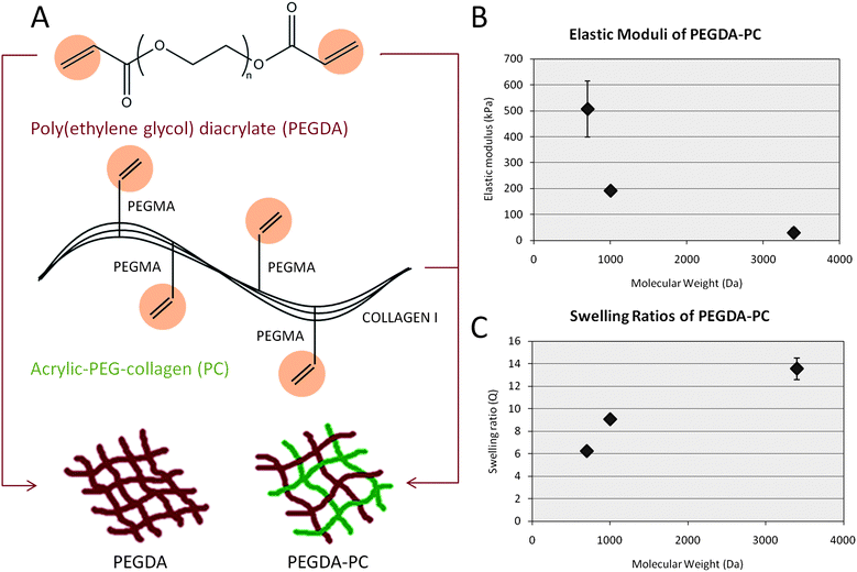 Biohybrid material. (A) A mixture consisting of poly(ethylene glycol) diacrylate (PEGDA) and acrylic-PEG-collagen (PC) was formulated as the photopolymerizable material for fabricating cantilever beams. Collagen I, extracted from rat tail, was modified on their lysine groups with acrylic groups to UV cross-link to the PEG backbone in the presence of a photoinitiator. (B and C) The mechanical properties of PEGDA-PC hydrogels were measured using a compression test at increasing molecular weight, demonstrating that the cantilever beams can be tuned to a wide range of elastic moduli and swelling ratios. These values did not change from that of PEGDA-only hydrogels, which suggests that the incorporation of acrylic collagen did not affect bulk mechanical properties. For n = 3 and SD.