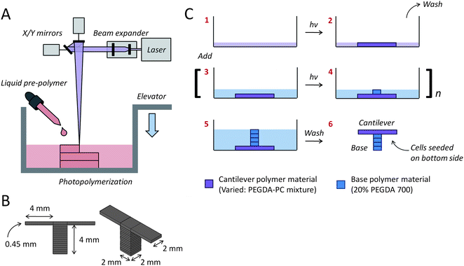 Multi-material cantilever fabrication. (A) The cantilevers were fabricated with a 3D stereolithographic printer, which uses a UV laser to construct layer-by-layer patterns. (B) Two separate cantilevers (2 mm wide × 4 mm long × 0.45 mm thick) were built on opposite ends of one base (2 mm wide × 2 mm long × 4 mm thick). The molecular weight of the PEGDA-PC cantilever beam was varied using either PEGDA-PC 700 or 3400, while the base was kept constant using PEGDA-PC 700. (C) A simplified fabrication process flow is shown, which begins with the formation of the cantilever beam before the base.