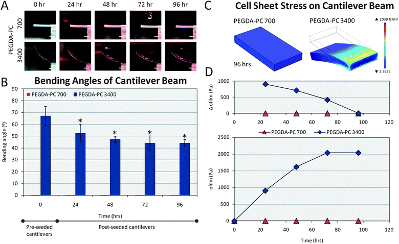 Cell sheet stress calculations. Cells from the ventricles of neonatal rat hearts were seeded on the backside of the cantilever beams. (A) The traction forces of these cells, which are responsible for migration, proliferation, and differentiation, caused the PEGDA-PC 3400 cantilever beams to deflect downward in the Z-direction over time. (B) The average bending angles of the cantilevers were measured over a 96 hour period, which was used to calculate the deflection at the tip of the beams. (C) These deflections were simulated using finite element analysis to calculate the stresses exerted by the cell sheets due to traction forces. (D) These stresses exerted by the cell sheet and modeled as a thin film were plotted over time. The change in stress over 24 hour time points decreased and reached 0 by 96 hours. Scale bars are 1 mm. Statistics by one-way ANOVA, Tukey's test, *p < 0.05 for n = 8 and SD.