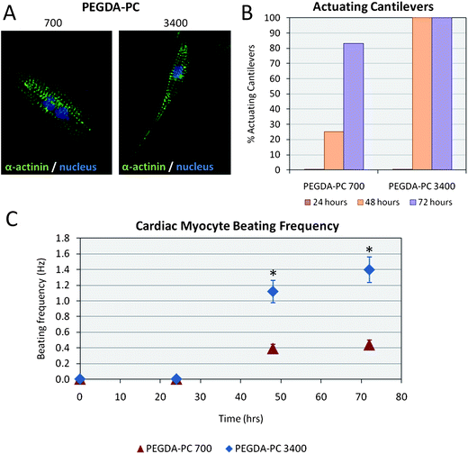 Cardiomyocytes on PEGDA-PC substrates. (A) Cells on the cantilevers were fluorescently labeled with anti-sarcomeric α-actinin and anti-DNA. Qualitatively, cardiomyocytes on PEGDA-PC 3400 and PEGDA-PC 700 both expressed actomyosin complexes (striations), but those on PEGDA-PC 3400 appeared to be more elongated and spindle-shaped. (B) None of the PEGDA-PC cantilevers actuated until at least the second day in culture, but the number of actuating cantilevers on this day was much greater for PEGDA-PC 3400 than PEGDA-PC 700. (C) The beating frequency of the cardiomyocytes was also much greater for PEGDA-PC 3400 than PEGDA-PC 700, indicating a preference for the softer material. Statistics by one-way ANOVA, Tukey's test, *p < 0.05 for n = 8 and SD.