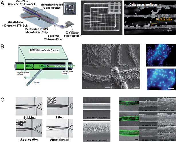 Microfibers fabricated in a microfluidic device. (A) Chitosan microfibers created in a microfluidic device. Scanning electron microscope (SEM) image of chitosan microfibers. HepG2 cells cultured for 5 days on the chitosan microfibers. (Reprinted with permission from ref. 26, Copyright 2010 The Royal Society of Chemistry.) (B) Amphiphilic triblock copolymer-based porous microfibers. SEM and fluorescent images show the porous microfibrous scaffolds and fibroblast cells cultured on microfibers for 5 days (blue indicates DAPI stained cell nucleus). (Reprinted with permission from ref. 28, Copyright 2010 The Royal Society of Chemistry.) (C) Polyurethane Janus porous microfibers that are photopolymerized in a microfluidic device. SEM images show porous microfibers and fibroblast cells adhered onto the surfaces of microfibers. (Reprinted with permission from ref. 30, Copyright 2009 The Royal Society of Chemistry.)