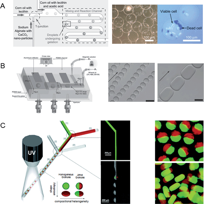 Microparticles fabricated in a microfluidic device. (A) Monodisperse alginate hydrogel microbeads for cell encapsulation. (Reprinted with permission from ref. 34, Copyright 2007 John Wiley & Sons, Inc.) (B) Schematic of the magnetic hydrogel microparticle fabrication. SEM images show the self-assembly of magnetic microparticles with sphere (left) and plug (right) shapes. Scale bars are 25 μm. (Reprinted with permission from ref. 39, Copyright 2008 The Royal Society of Chemistry.) (C) Schematic of Janus colloid-filled hydrogel granules. Fluorescent images show the Janus spherical (top) and discoidal (bottom) granules. (Reprinted with permission from ref. 46, Copyright 2006 American Chemical Society.)