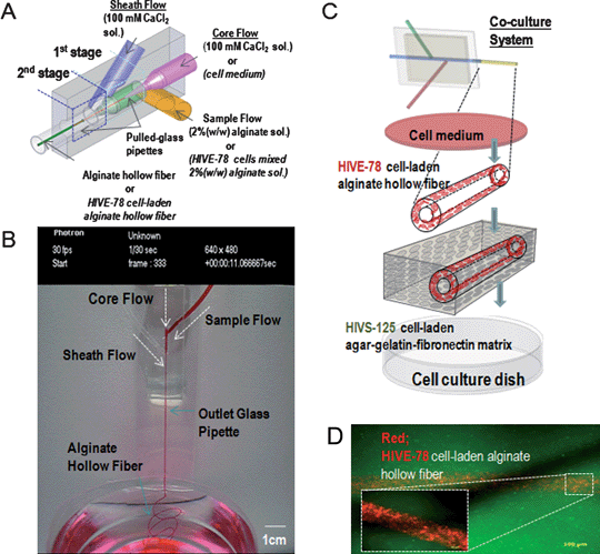 Microfluidic device for fabricating the microvascularized microfibers. (A) Schematic of the microfluidic device to generate alginate hollow fibers. (B) Micrograph of the hollow fiber generation process involving co-axial flows (i.e., core, sample, and sheath flow). (C) Embedding alginate hollow fibers for co-culture. (D) Cell tracking images of co-cultured HIVE-78 and HIVS-125 cells. (Reprinted with permission from ref. 59, Copyright 2009 John Wiley & Sons, Inc.)