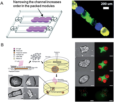 Hydrogel building block-based tissue assembly. (A) Modular tissue constructs in a microfluidic device. The assembled cell-laden gels with different fluorescent dyes. (Reprinted with permission from ref. 76, Copyright 2008 The Royal Society of Chemistry.) (B) Directed assembly of the cell-laden hydrogel building blocks derived from the two-phase interface and bottom-up tissue engineering technique. Fluorescent images show the lock-and-key-shaped hydrogel assembly. Scale bars are 200 μm. (Reprinted with permission from ref. 78, Copyright 2008 The National Academy of Sciences.)