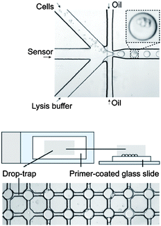 Top: encapsulation of cells and the DNA sensor molecules in picolitre lysis buffer droplets, separated by fluorocarbon oil, in a nozzle structure. Bottom: array of droplet traps, with each trap holding a single droplet with encapsulated cells. Reprinted and adapted with permission from ACS Nano from Juul et al.4