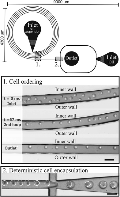 Schematic drawing of the microfluidic chip consisting of a curved microchannel followed by an encapsulation part. The pictures are of the cell ordering and subsequent encapsulation. Scale bars are 50 μm.