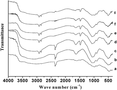 
            FT-IR spectra of mesoporous chromium phosphate prepared from initial batches with various P/Cr atomic ratios before the surfactant removal. The P/Cr atomic ratio is equal to (a) 1.0, (b) 1.6, (c) 1.8, (d) 2.0, (e) 2.2, (f) 2.4; and (g) 3.0.