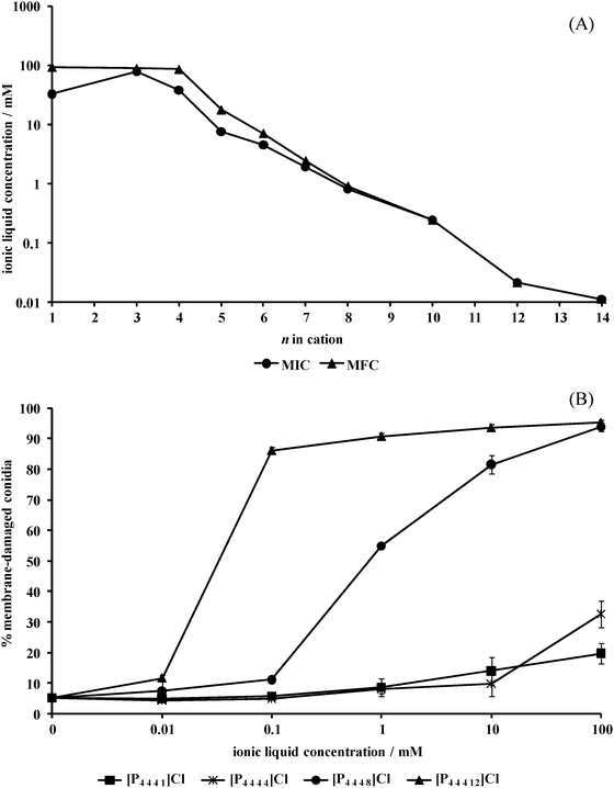 (A) Minimal inhibitory and fungicidal concentrations (MIC and MFC, respectively) of the alkyltributylphosphonium chlorides, [P4 4 4 n]Cl, where n = 1, 3–8, 10, 12 or 14, defined for Aspergillus nidulans. MIC and MFC values are plotted on a logarithmic scale. (B) Percentage of membrane-damaged conidia after one hour of incubation with alkyltributylphosphonium chlorides, [P4 4 4 n]Cl (n = 1, 4, 8 or 12), obtained as (number of propidium iodide-stained conidia/total number of conidia) × 100.