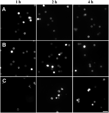 
          Cell wall damage assay. Conidia treated with 100 mM of alkyltributylphosphonium chlorides, [P4 4 4 n]Cl (n = 1 or 12), during one, two or four hours of incubation and stained with Calcofluor White M2R (CFW). (A) Saline solution control; (B) no obvious alteration of the cell wall in the presence of [P4 4 4 1]Cl (even distribution of fluorescence); (C) significant cell wall damage in the presence of [P4 4 4 12]Cl. Scale bar (C, 4 h): 10 μm.