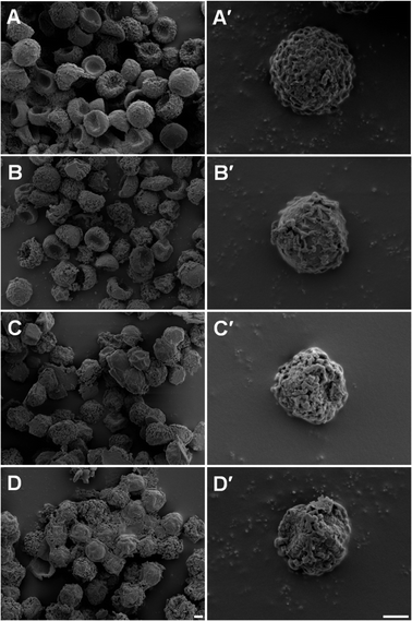 
          Scanning Electron Microscopy (SEM) analysis of conidia treated with 100 mM of alkyltributylphosphonium chlorides, [P4 4 4 n]Cl (n = 1, 8 or 12), during two hours of incubation. Micrographs (A–D) present conidia at 5000× magnification, and (A′–D′) show individualised conidium at 15 000×. (A, A′) Saline solution control; (B, B′) n = 1; (C, C′) n = 8; D, D′: n = 12. Scale bars (D, D′): 1 μm.