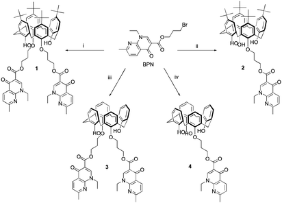 Synthesis of calixarene derivatives 1, 2, 3 and 4 from bromo-propyl-nalidixate (BPN), in MeCN, reflux. (i) p-tert-Butylcalix[4]arene (0.48 equiv.), K2CO3 (1.10 equiv.), KI (1.36 equiv.), 67% of 1; (ii) p-tert-butylcalix[4]arene (1.16 equiv.), K2CO3 (0.67 equiv.), KI (2.80 equiv.), 46% of 2; (iii) calix[4]arene (0.48 equiv.), K2CO3 (0.52 equiv.), KI (1.20 equiv.), 60% of 3; (iv) calix[4]arene (0.90 equiv.), K2CO3 (0.54 equiv.), KI (2.10 equiv.), 53% of 4.