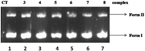 Ethidium bromide stained agarose gel (1.5%) of pBR322 plasmid DNA (300 ng μL−1) in the presence of 100 μM complexes after 24 h of incubation, Lane 1: DNA control. Lane 2: pBR322 + 3. Lane 3: pBR322 + 4. Lane 4: pBR322 + 5. Lane 5: pBR322 + 6. Lane 6: pBR322 + 7. Lane 7: pBR322 + 8.