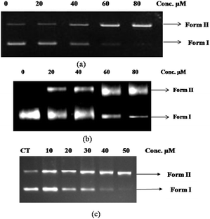 UV light induced cleavage of supercoiled pBR322 plasmid DNA in the presence of increasing concentration of complexes in aqueous buffered solution. The plasmid DNA (300 ng μL−1) + complex mix were incubated for 10 min, followed by UV exposure at 312 nm (64 W) for 10 min. The samples were then subjected to 1.5% agarose gel electrophoresis and bands were developed by ethidium bromide staining. (a) Lane 1, DNA control; Lane 2, DNA + 20 μM of complex 3; Lane 3, DNA + 40 μM of complex 3; Lane 4, DNA + 60 μM of complex 3; Lane 5, DNA + 80 μM of complex 3 (b) Lane 1, DNA control; Lane 2, DNA + 20 μM of complex 5; Lane 3, DNA + 40 μM of complex 5; Lane 4, DNA + 60 μM of complex 5; Lane 5, DNA + 80 μM of complex 5 (c) Lane 1, DNA control; Lane 2, DNA + 10 μM of complex 6; Lane 3, DNA + 20 μM of complex 6; Lane 4, DNA + 30 μM of complex 6; Lane 5, DNA + 40 μM of complex 6; Lane 5, DNA + 40 μM of complex 6; Lane 6, DNA + 50 μM of complex 6.