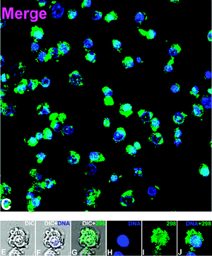 Cell imaging with acetonitrile complex 3 (overlaid 3 green Hoechst Blue) (further data in the ESI).