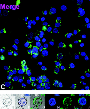 Imaging with chloromethyl complex 8 (further data in the ESI).