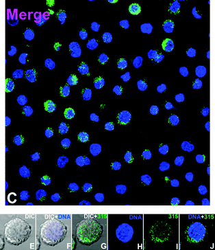 Imaging with myristyl complex 6 (further data in the ESI).