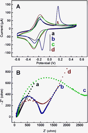 (A) Cyclic voltammograms of the bare (a), AgNPs (b), PDA (c) and AgNPs@PDA (d) modified electrodes in 5.0 mM Ru(NH3)6Cl3 at 0.1 V s−1. (B) Electrochemical impedance spectra (EIS) of the bare (a), AgNPs (b), PDA (c) and AgNPs@PDA (d) modified electrodes in 0.1 M KNO3 solution containing 10 mM Fe(CN)63−/Fe(CN)64− (1 : 1).