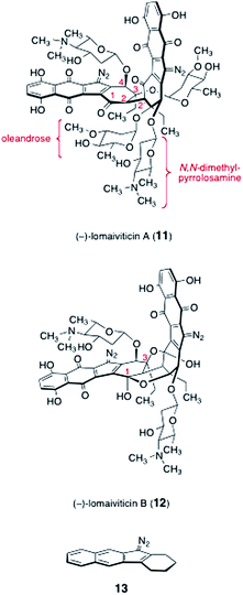 Structures of lomaiviticin A (11), lomaiviticin B (12), and diazotetrahydrobenzo[b]fluorene (13).