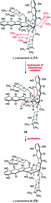 Potential mechanism for the conversion of lomaiviticin A (11) to lomaiviticin B (12).