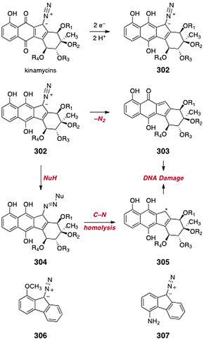 Proposed reaction pathways for the kinamycins under reducing conditions (Melander and co-workers).