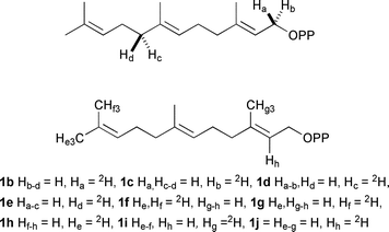 Deuterated substrate analogues discussed in the text.