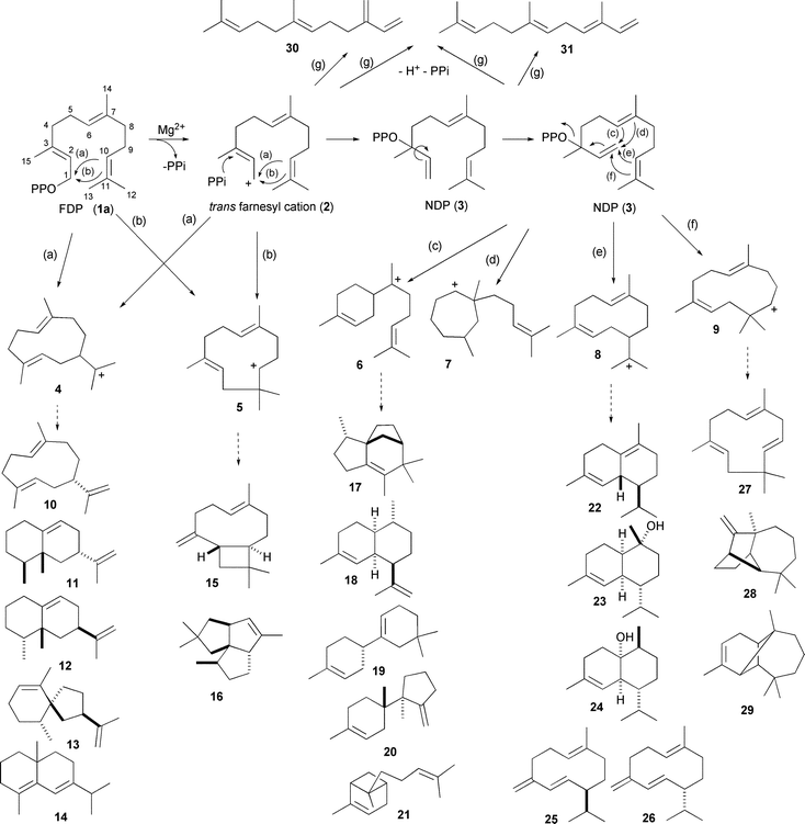 Early steps in the formation of cyclic sesquiterpenoids from FDP (1a) catalysed by sesquiterpene synthases and some of the resulting products discussed in the text. Loss of H+ and PPi from FDP (1a) or NDP (3) can also lead to the linear farnesenes.