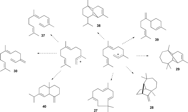 Site directed mutagenesis of γ-humulene synthase from G. aroreum (GHS) has been used to alter the enzyme to a specific synthase for each of the above sesquiterpene products.