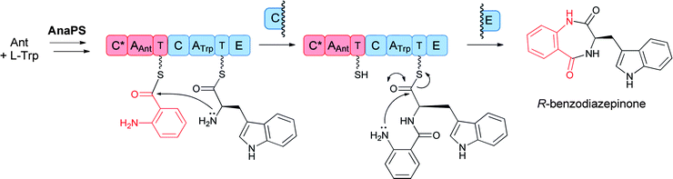 A two module nonribosomal peptide synthetase (NRPS) assembly line to convert anthranilate and l-Trp to a released 6,7-bicyclic benzodiazepinone.