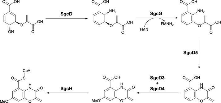 The enzymatic conversion of chorismate to the benzoxazolinyl carboxylate unit for incorporation onto C-1027. Aminodeoxyisochorismate is the first intermediate and undergoes aromatization to enolpyruvyl-anthranilate. A putative cyclisation followed by hydroxylase and O-methyltransferase action yields the heterobicyclic oxazoline-carboxylate.