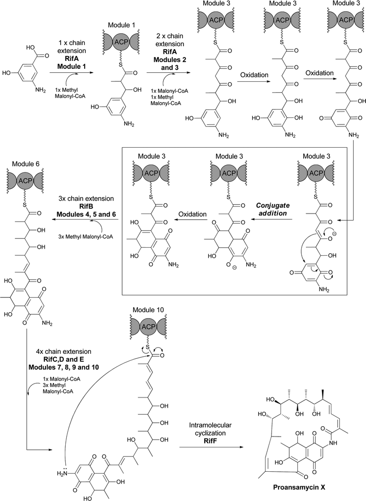 The multimodular polyketide synthase (PKS) assembly line for proansamycin in the rifamycin pathway. AHBA is the starter unit for the assembly line and intramolecular cyclisation to the aminonapthoquinone occurs during elongation of the tethered tetraketidyl to the pentaketidyl-S-enzyme species. Macrolactamizing release of the 23 membered macrocyclic proansamycin X is catalyzed by RifF acting as amide synthase with the aminonapthoquinone as an internal nitrogen nucleophile.